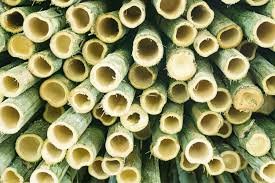 Bamboo